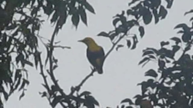 Eurasian Golden Oriole - ML201879761