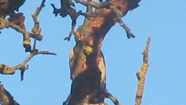 Syrian Woodpecker - ML201880011