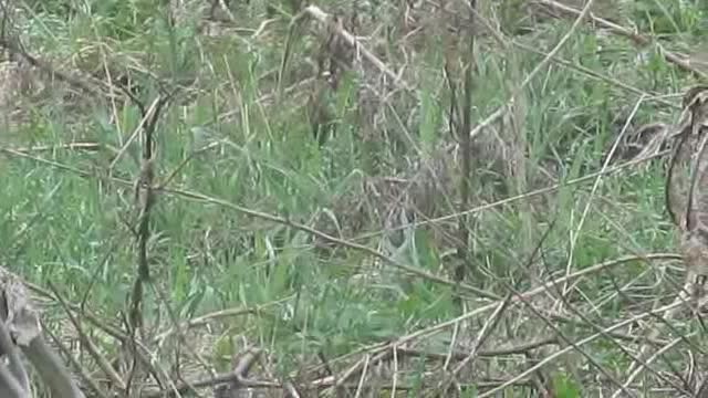 Bluethroat (Red-spotted) - ML201880511