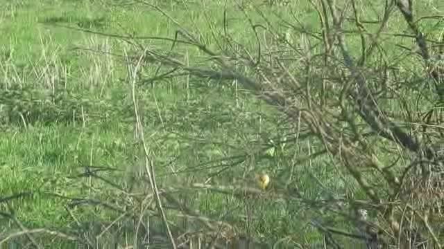 konipas luční (ssp. flava) - ML201880731
