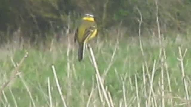 Western Yellow Wagtail (flava) - ML201880761