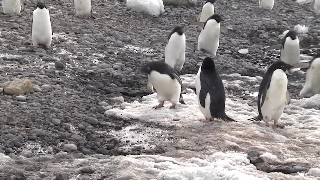 Pingüino de Adelia - ML201881381