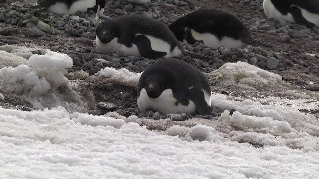 Adelie Penguin - ML201881391