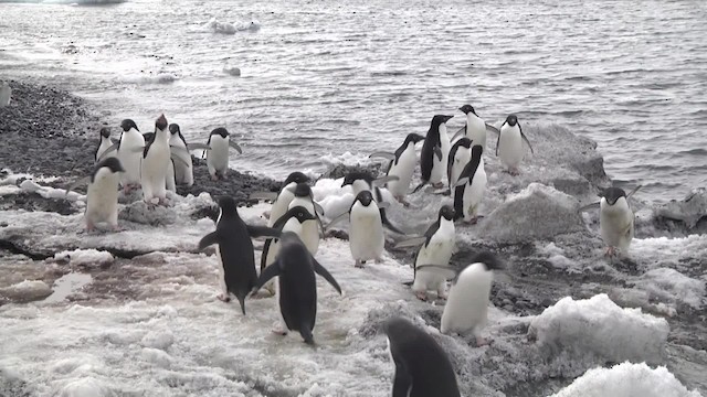 Adelie Penguin - ML201881401