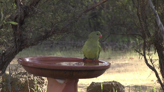 Regent Parrot - ML201881411