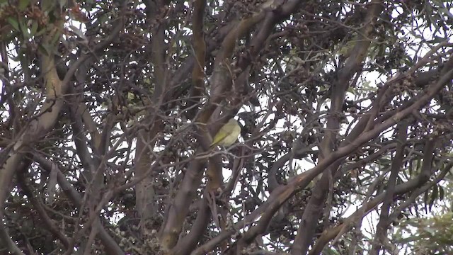 Purple-gaped Honeyeater - ML201881421