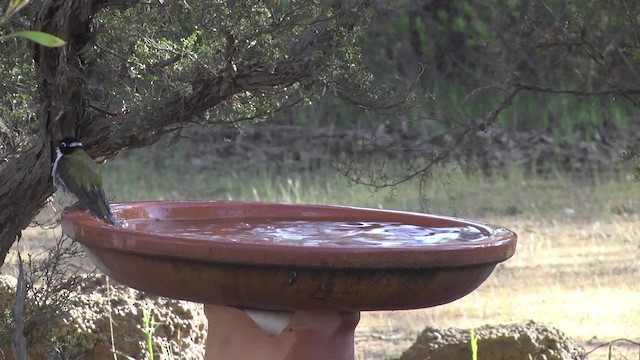 Gilbert's Honeyeater - ML201881441