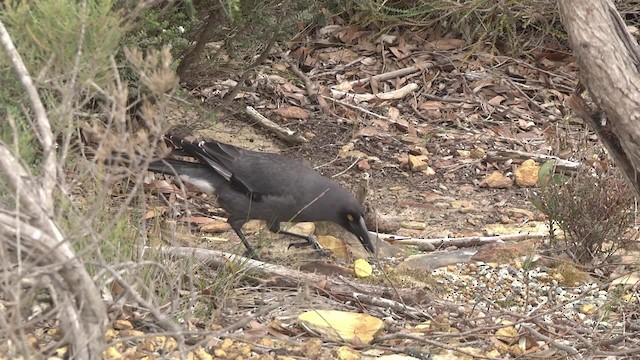 Gray Currawong (Gray) - ML201881471