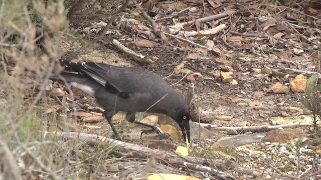 Gray Currawong (Gray) - ML201881481