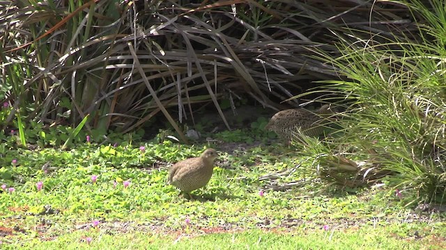 Brown Quail - ML201881501