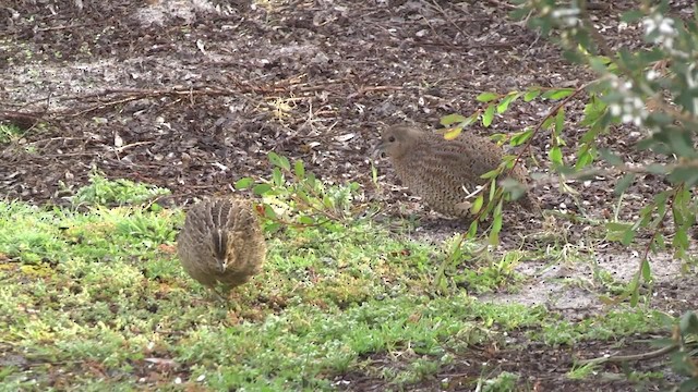 Brown Quail - ML201881511