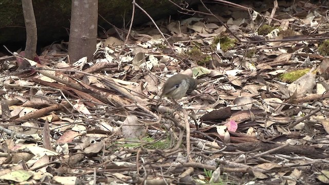 Spotted Scrubwren - ML201881521