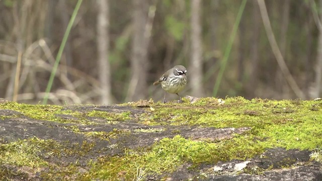 Spotted Scrubwren - ML201881531