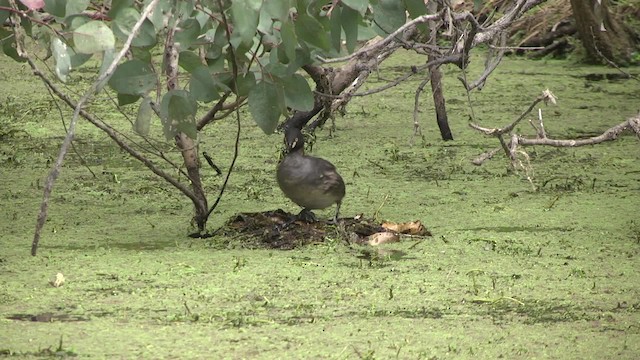 Australasian Grebe - ML201881581