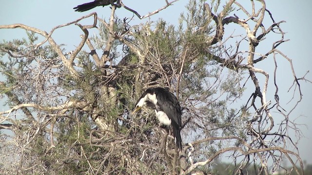 Little Pied Cormorant - ML201881671