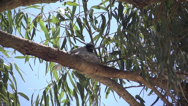 Black-faced Cuckooshrike - ML201881691