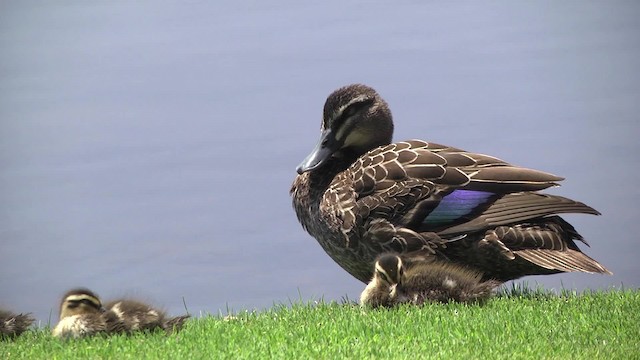 Pacific Black Duck - ML201881731