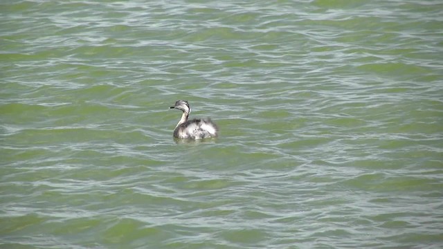 Hoary-headed Grebe - ML201881751