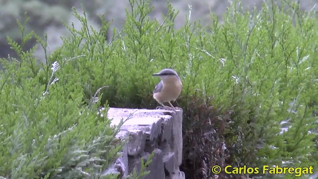 Eurasian Nuthatch (Western) - ML201881771