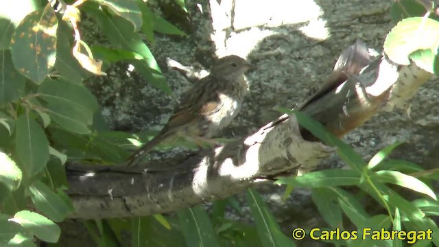 Dunnock - ML201881801