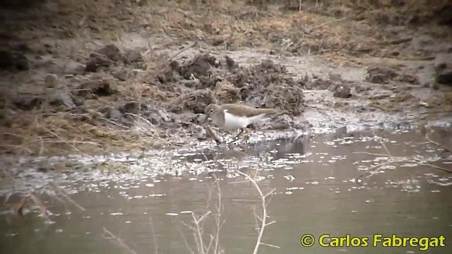 Common Sandpiper - ML201881911