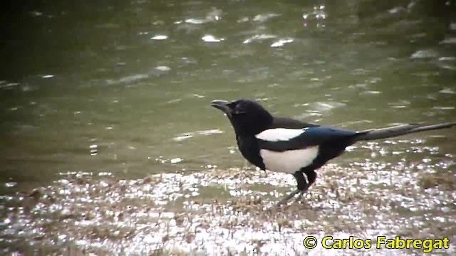 Eurasian Magpie (Iberian) - ML201881931