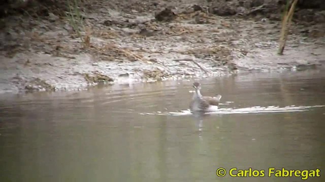 Green Sandpiper - ML201881951