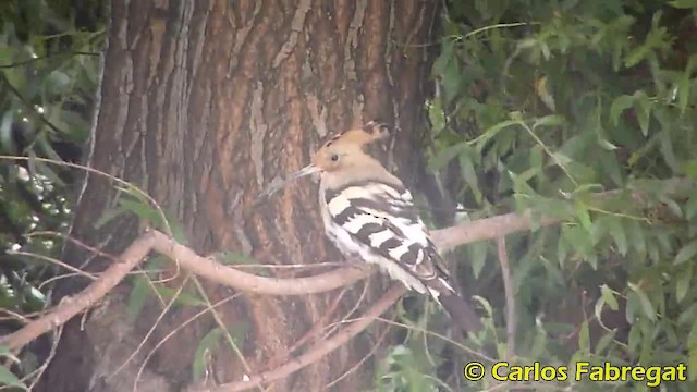 Eurasian Hoopoe (Eurasian) - ML201881961