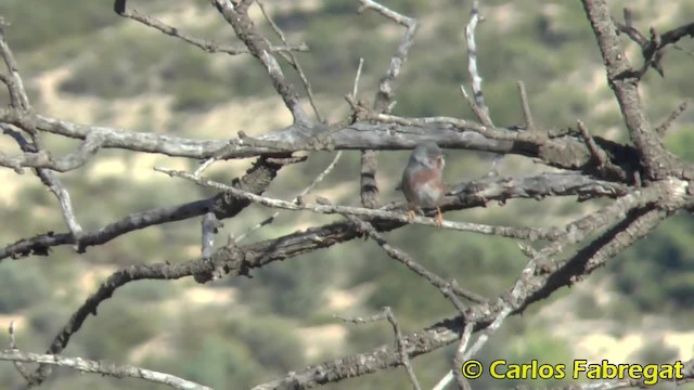 Dartford Warbler - ML201881981