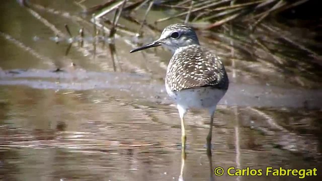 Wood Sandpiper - ML201882031