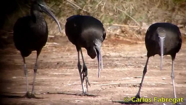 Glossy Ibis - ML201882041