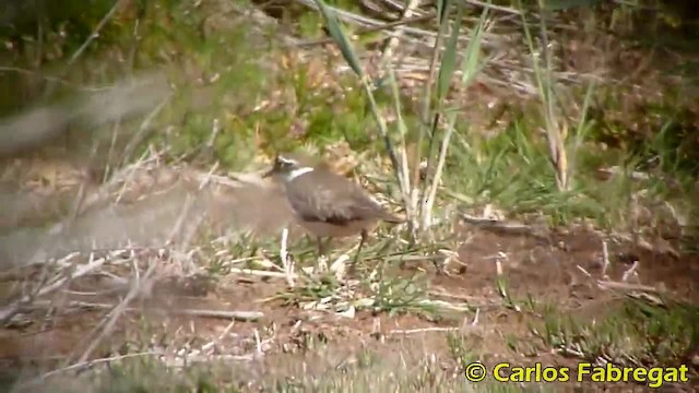 kulík říční (ssp. curonicus) - ML201882061