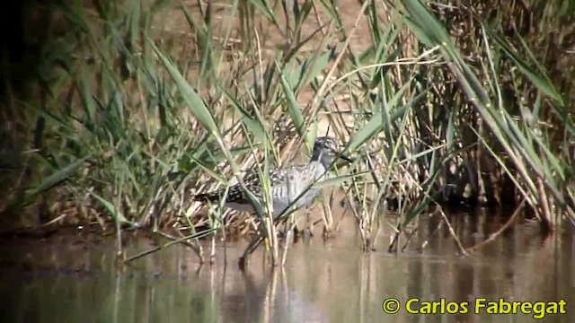 Wood Sandpiper - ML201882071