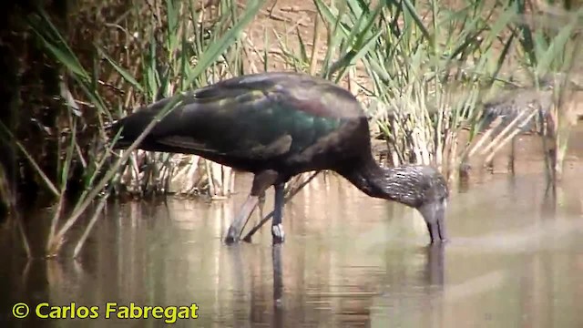 Glossy Ibis - ML201882081