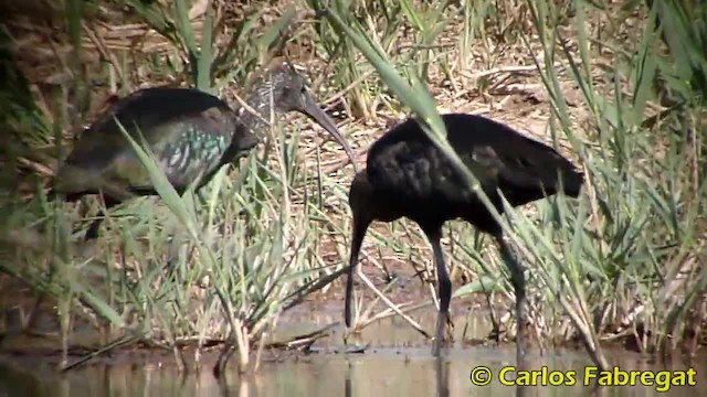 Glossy Ibis - ML201882161