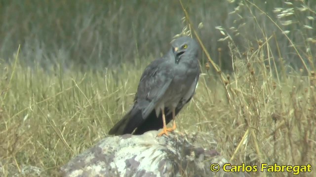 Montagu's Harrier - ML201882171