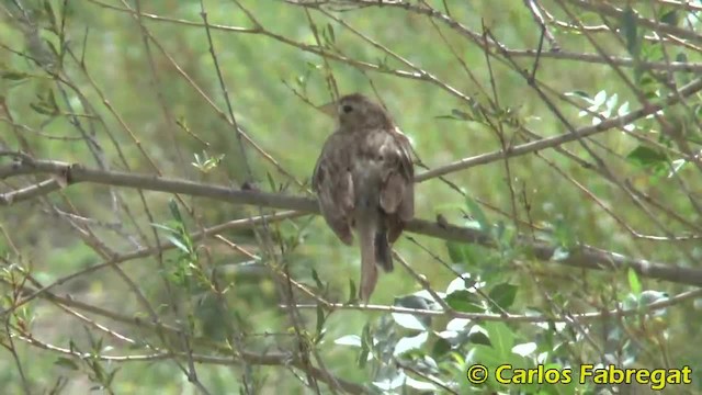 Corn Bunting - ML201882181