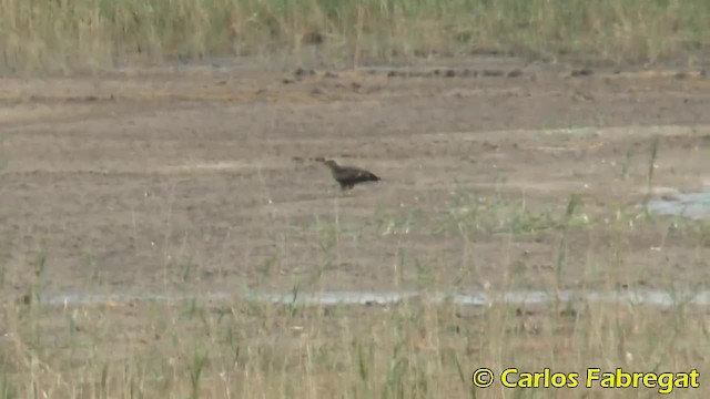 Western Marsh Harrier - ML201882201