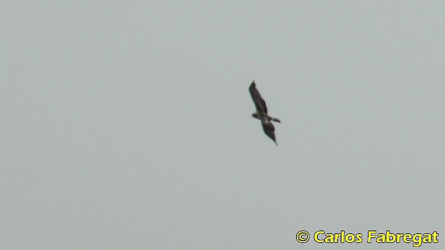 Booted Eagle - ML201882211