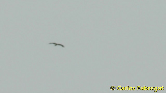 Red Kite (Red) - ML201882221