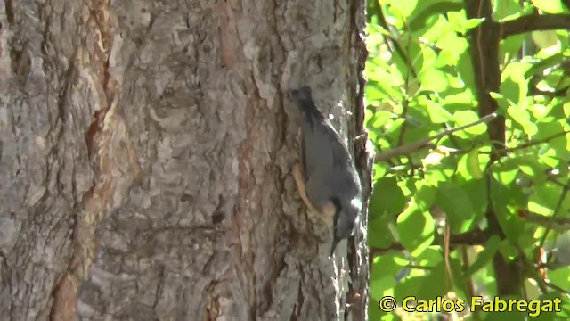 Eurasian Nuthatch (Western) - ML201882261