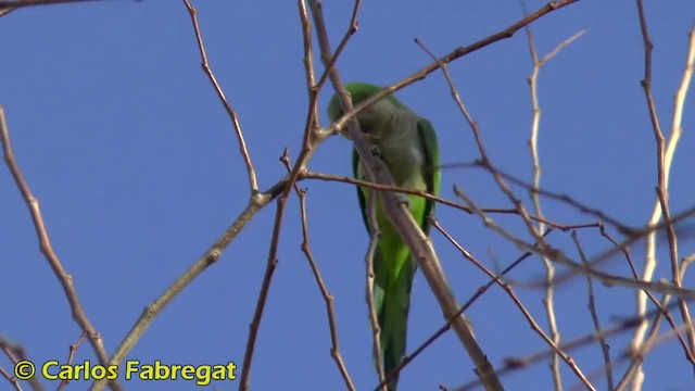 Monk Parakeet (Monk) - ML201882271