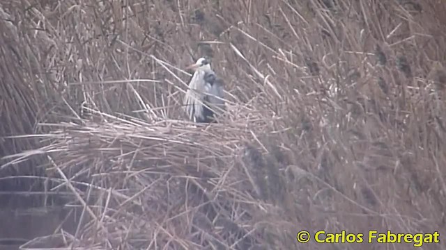 Gray Heron (Gray) - ML201882321