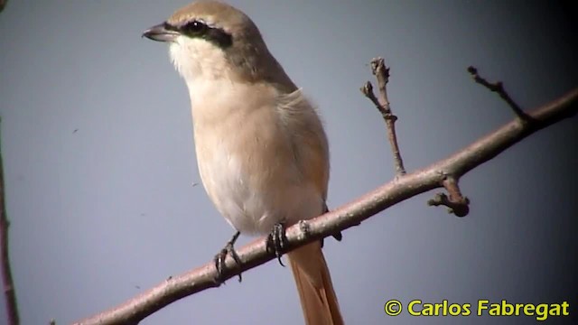Isabelline Shrike (Daurian) - ML201882331