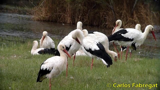 White Stork - ML201882391