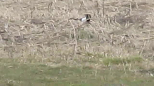 Eurasian Magpie (Eurasian) - ML201882951