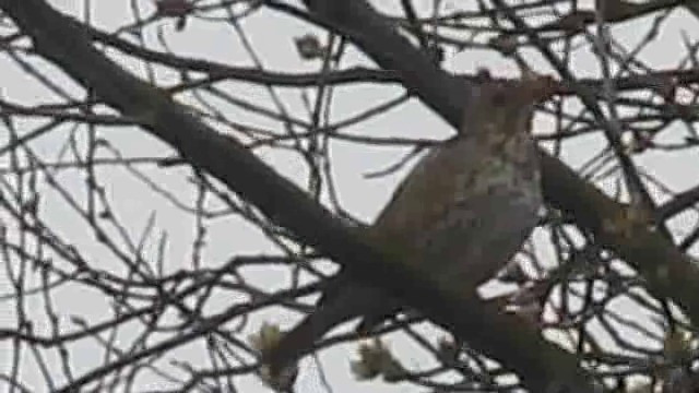 Song Thrush - ML201883001