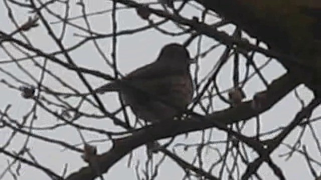 Song Thrush - ML201883011