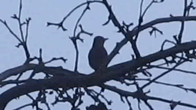 Song Thrush - ML201883091