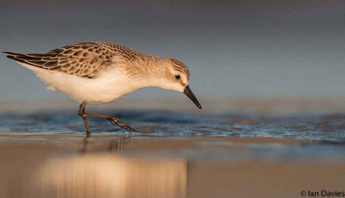 Semipalmated Sandpiper - Ian Davies